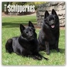 Browntrout Publishers (COR) - Schipperkes 2018 Calendar