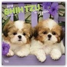 Browntrout Publishers (COR) - Shih Tzu Puppies 2018 Calendar