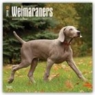 Browntrout Publishers (COR) - Weimaraners 2018 Calendar