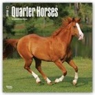 Browntrout Publishers (COR) - Quarter Horses 2018 Calendar