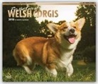 Browntrout Publishers (COR) - For the Love of Pugs Welsh Corgis 2018 Calendar