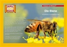 Die Biene / Kamishibai Bildkarten
