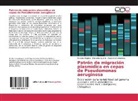 Marisel Aguirre, Marisela Aguirre, Aleja Hernandez, Alejandra Hernandez, Roxan Malpica, Roxana Malpica - Patrón de migración plasmídica en cepas de Pseudomonas aeruginosa