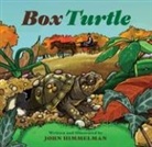 John Himmelman - Box Turtle