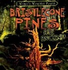 Patricia Fletcher - Bristlecone Pines Are Ancient!