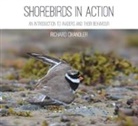 Richard Chandler - Shorebirds in Action