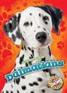 Mari Schuh, Mari C Schuh, Mari C. Schuh - DALMATIANS