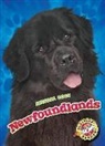 Nathan Sommer - Newfoundlands