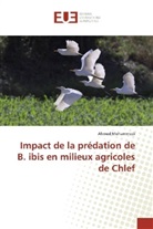 Ahmed Mohammedi - Impact de la prédation de B. ibis en milieux agricoles de Chlef