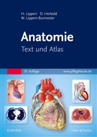 Desire Herbold, Desiree Herbold, Lippert, Herber Lippert, Herbert Lippert, Lippert-Burmeste... - Anatomie