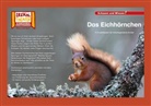 Patrik Eis, Insa Janssen - Das Eichhörnchen / Kamishibai Bildkarten