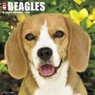 Willow Creek Press - Just Beagles 2018 Wall Calendar (Dog Breed Calendar)