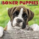 Willow Creek Press - Just Boxer Puppies 2018 Wall Calendar (Dog Breed Calendar)