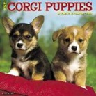 Willow Creek Press - Just Corgi Puppies 2018 Wall Calendar (Dog Breed Calendar)