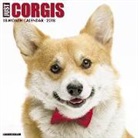 Willow Creek Press - Just Corgis 2018 Wall Calendar (Dog Breed Calendar)