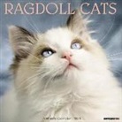 Willow Creek Press - Ragdoll Cats 2018 Wall Calendar