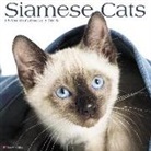 Willow Creek Press - Siamese Cats 2018 Wall Calendar