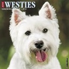 Willow Creek Press - Just Westies 2018 Wall Calendar (Dog Breed Calendar)