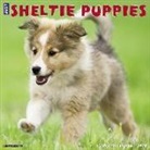 Willow Creek Press - Just Sheltie Puppies 2018 Wall Calendar (Dog Breed Calendar)