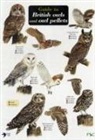 Leanne Thomas, Chris Shields - Guide to British Owls and Owl Pellets