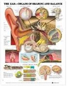 Anatomical Chart Company, Anatomical Chart Company - The Ear: Organs of Hearing and Balance Anatomical Chart
