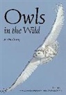 Rob Palmer - Owls in the Wild