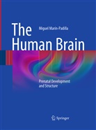 Miguel Marín-Padilla - The Human Brain