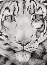 Jackie Morris - The Snow Leopard