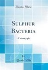 David Ellis - Sulphur Bacteria