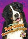 Rebecca Sabelko - Bernese Mountain Dogs