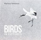 Markus Varesvuo - Birds in Pictures