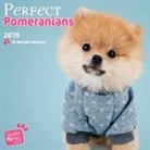 Myrna Huijing - Perfect Pomeranians - Pomeranian/Zwergspitz 2019 18-Monatskalender