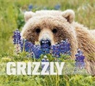 Matthias Breiter - Grizzly