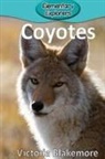 Victoria Blakemore - Coyotes