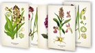 Quelle &amp; Meyer Verlag - Kunstklappkarten "Zauberhafte Orchideen"