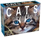 Andrews Mcmeel (COR), Andrews McMeel Publishing - Cats 2019