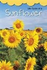 Angela Royston, Adrian Vigliano - Life Cycle of a Sunflower