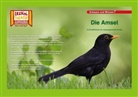 Die Amsel / Kamishibai Bildkarten