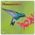 Not Available (NA) - Hummingbirds 2019 Calendar