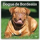 Not Available (NA) - Dogue De Bordeaux 2019 Calendar
