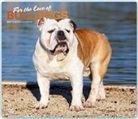 Not Available (NA) - For the Love of Bulldogs 2019 Calendar