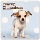 Not Available (NA) - Teacup Chihuahuas 2019 Calendar