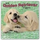 Inc Browntrout Publishers, Not Available (NA) - Golden Retriever Puppies 2019 Calendar