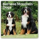 Inc Browntrout Publishers, Not Available (NA) - Bernese Mountain Dogs 2019 Calendar