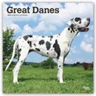 Not Available (NA) - Great Danes 2019 Calendar