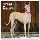 Not Available (NA) - Great Danes 2019 Calendar