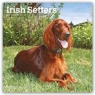 Not Available (NA) - Irish Setters 2019 Calendar