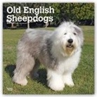 Not Available (NA) - Old English Sheepdogs 2019 Calendar