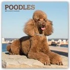Not Available (NA) - Poodles 2019 Calendar