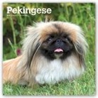 Not Available (NA) - Pekingese 2019 Calendar